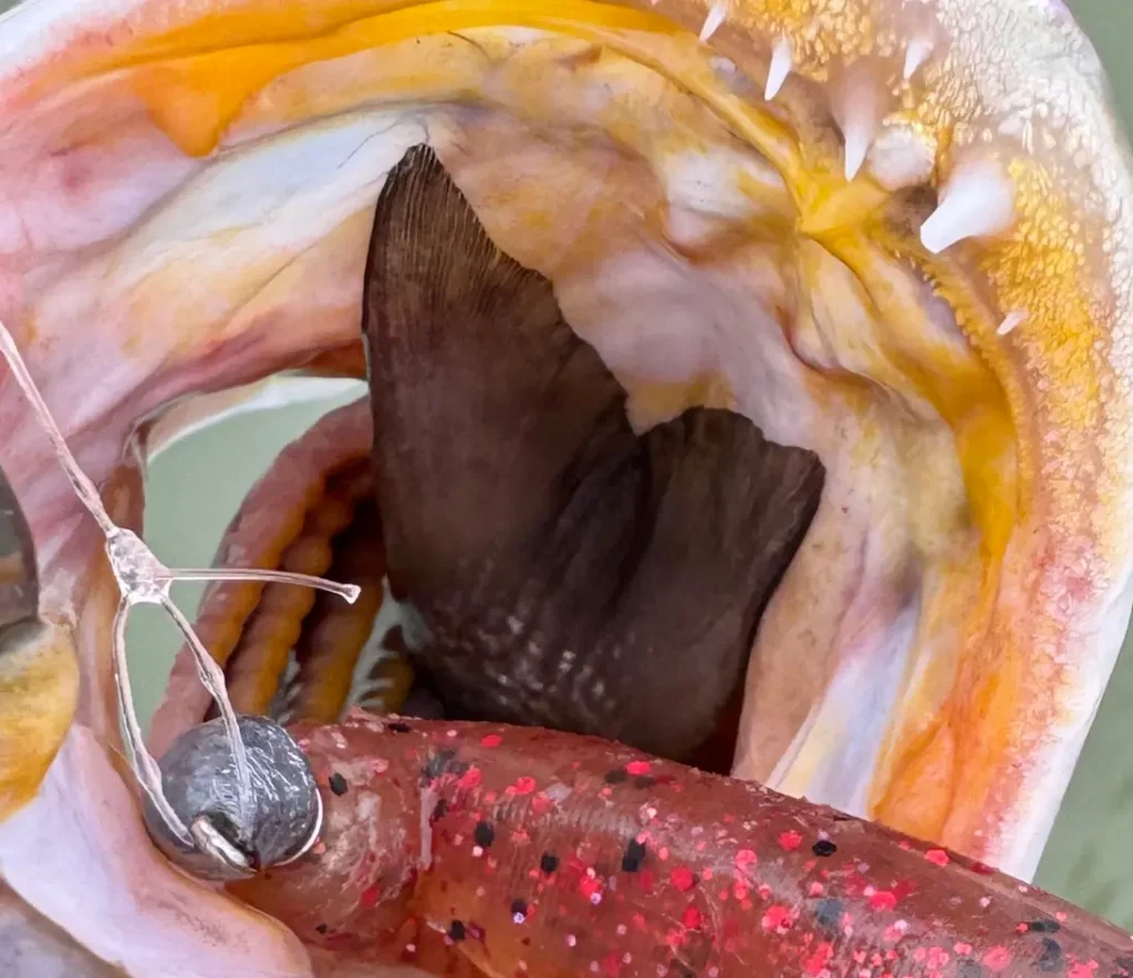 baffin bay spotted seatrout caught on soft plastic